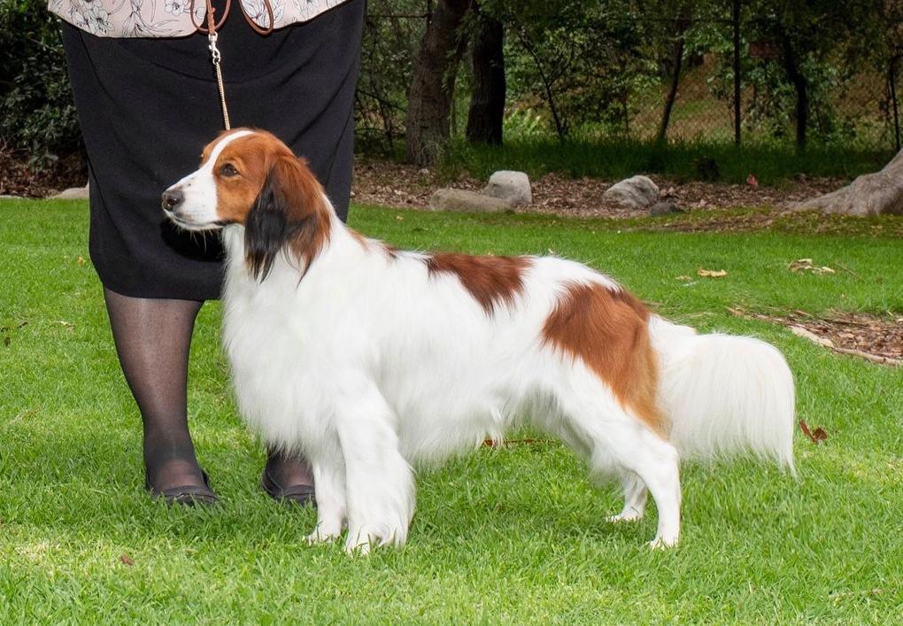 akc breed standings 2019